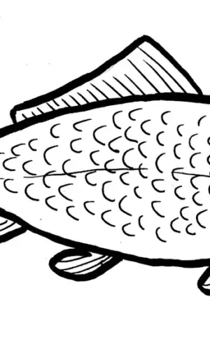 Outline of a carp