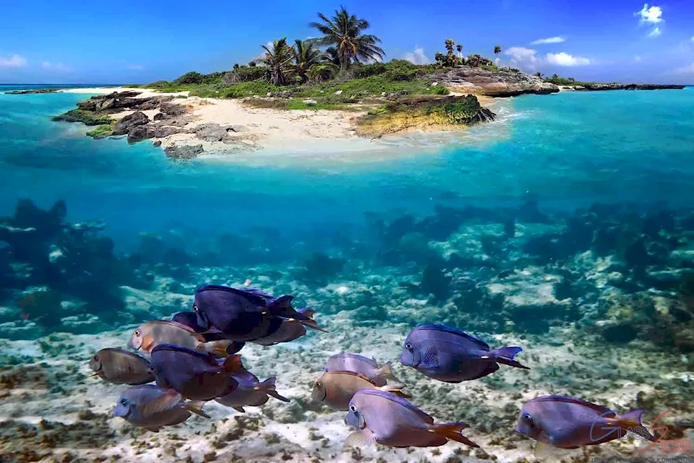 Caribbean coral reef