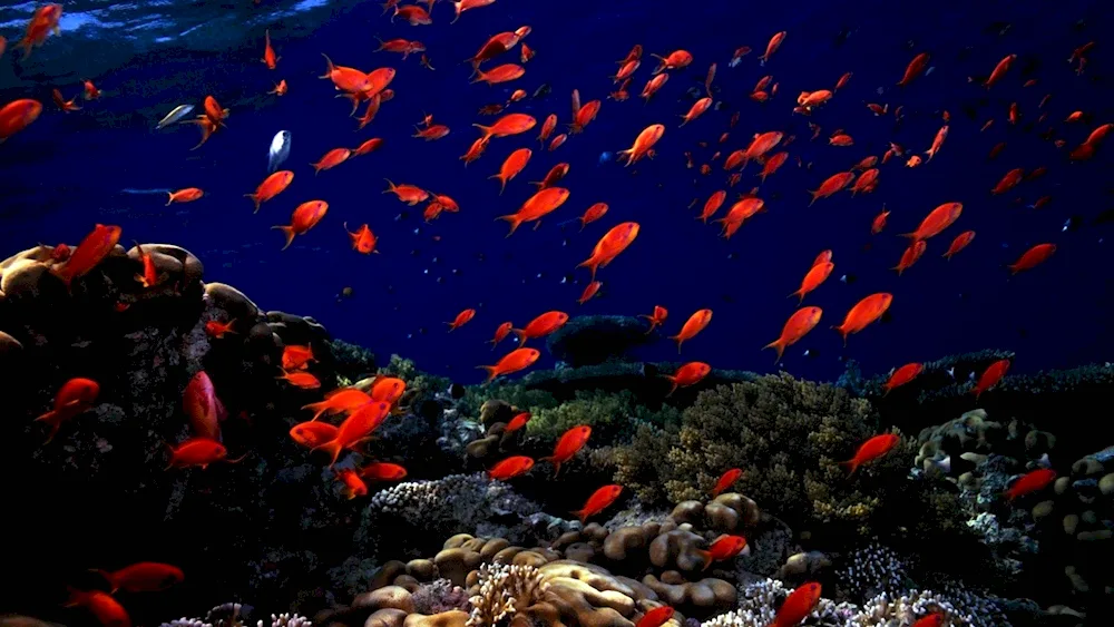 Red Sea Coral Reefs