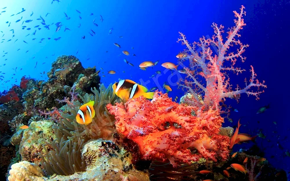 Coral reef in Sharm El Sheikh