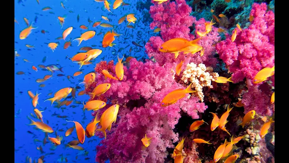 The Underwater World of Egypt Sharm El Sheikh