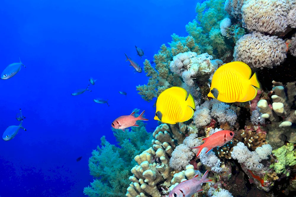 Coral Reef Turkey