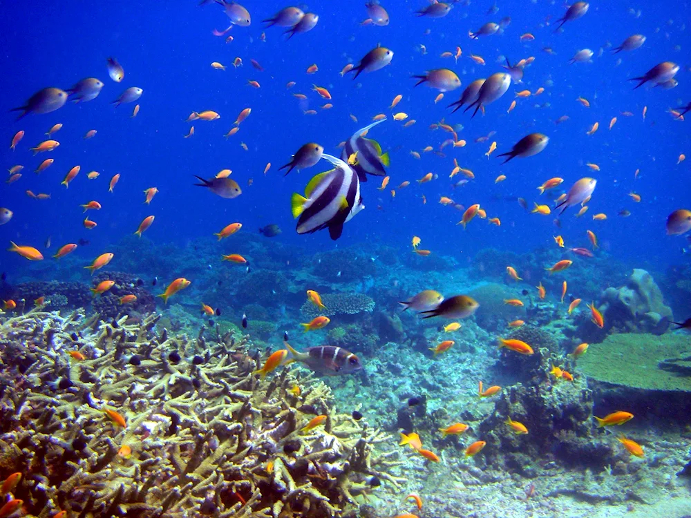 Goldfish goldfishGoldfish reef in Sharm El