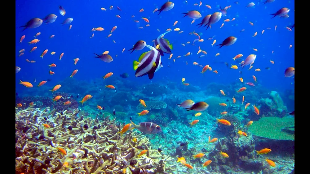 Sea reef underwater reef