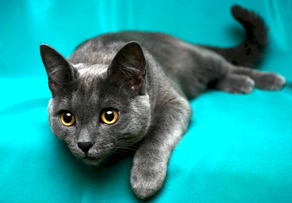 Siberian blue cat Shorthair