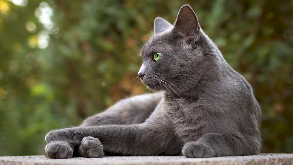 Korat breed