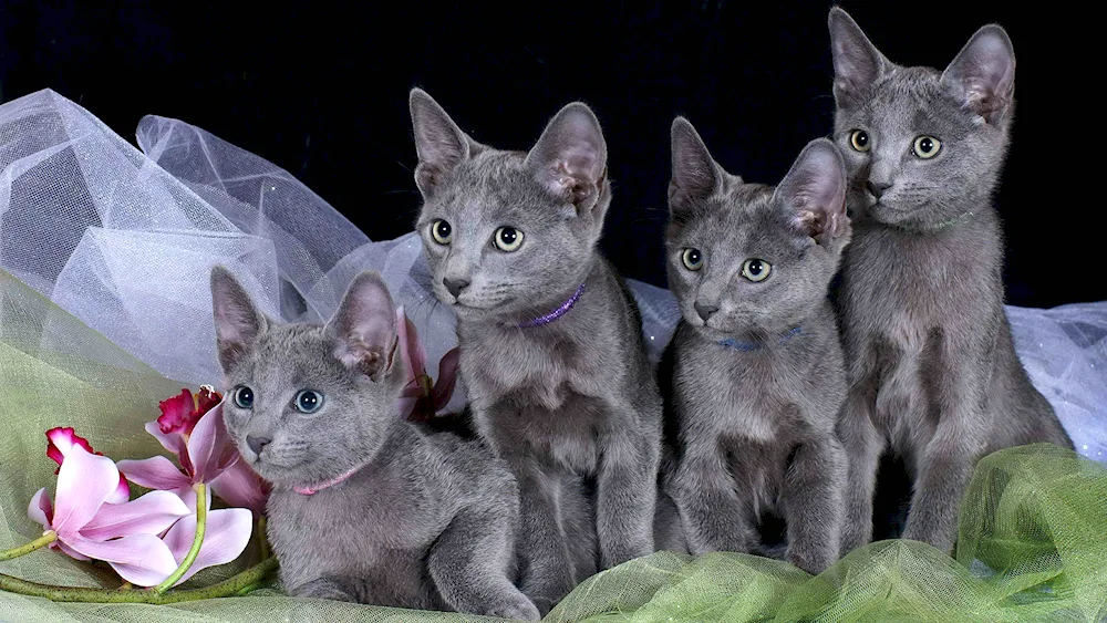 Siberian blue cat shorthair