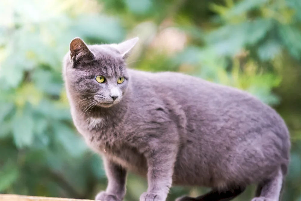 Siberian blue smooth-haired cat