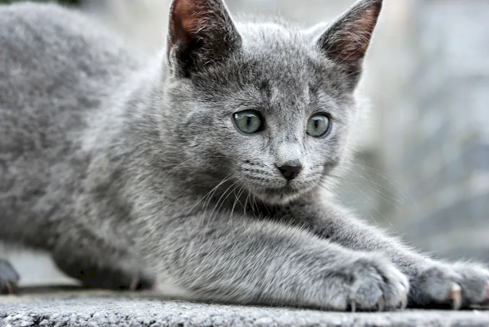 European shorthair cat