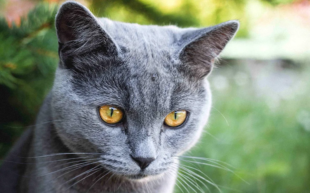 Russian blue cat