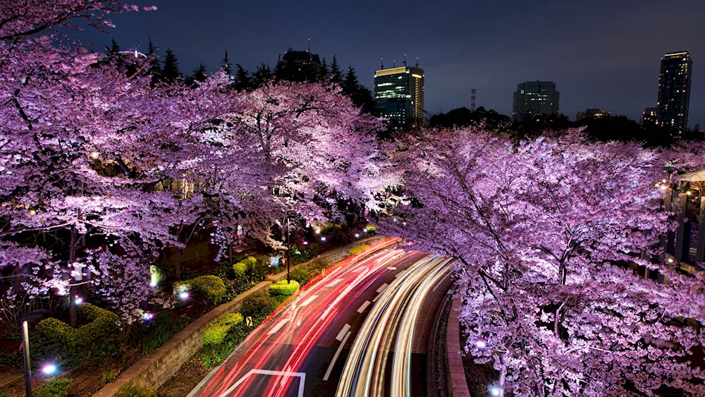 Korea Seoul Sakura