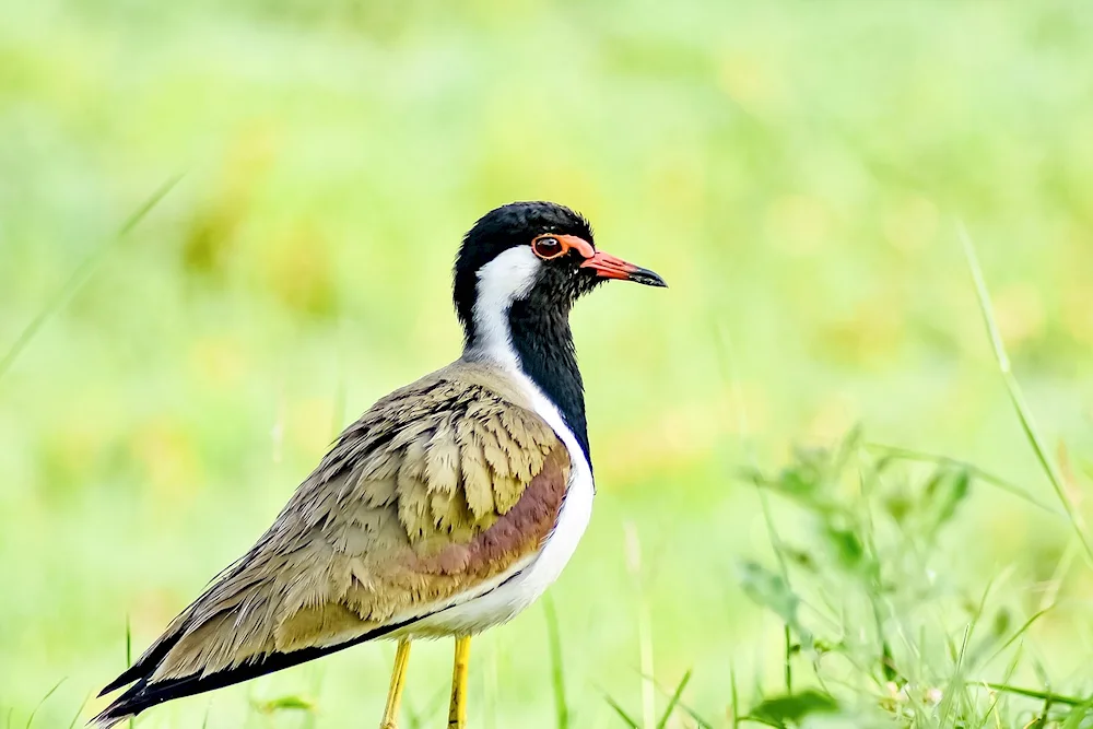Eastern Crowned Crane