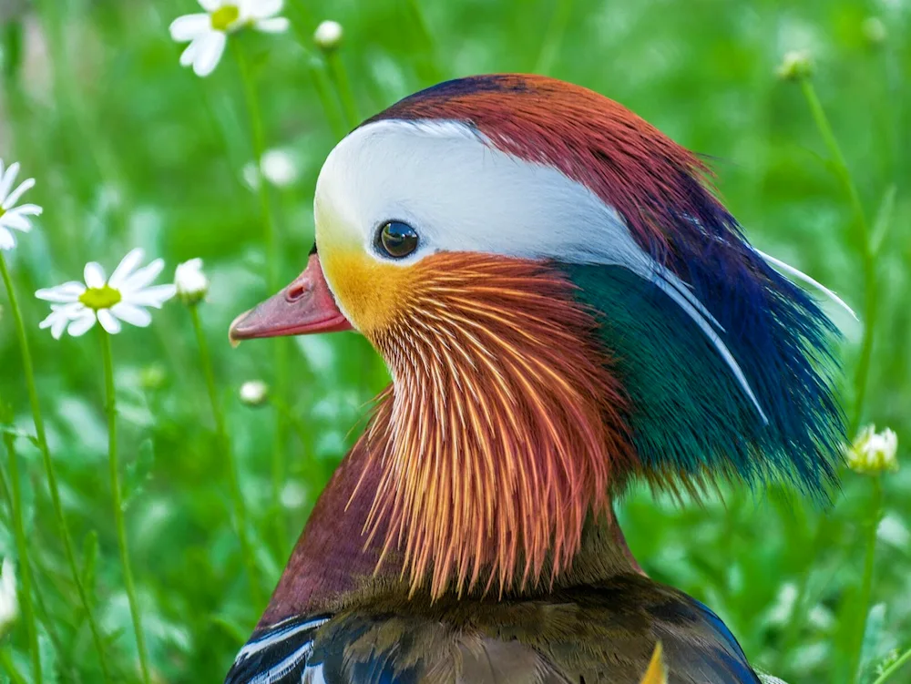 Red amaranth bird