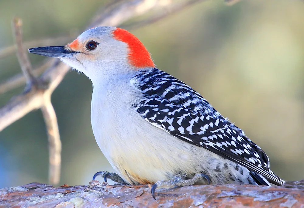 Mandarin bird bird