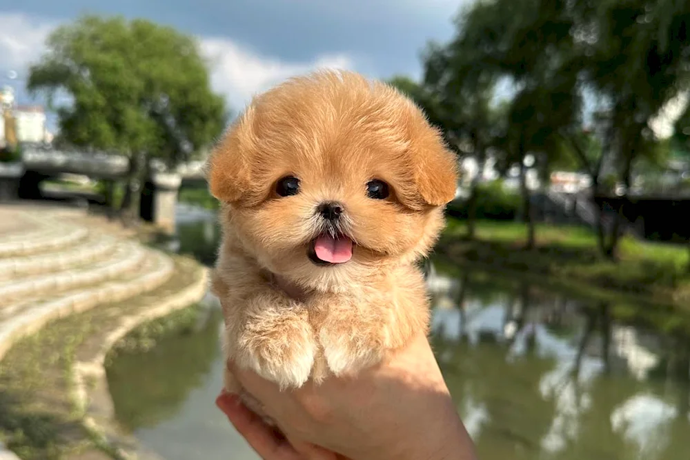 Korean Small Dog