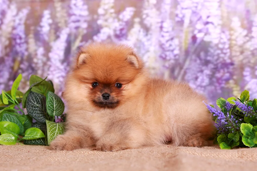 Pomeranian Spitz