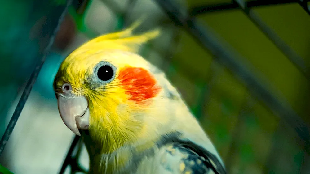 Weather parrots