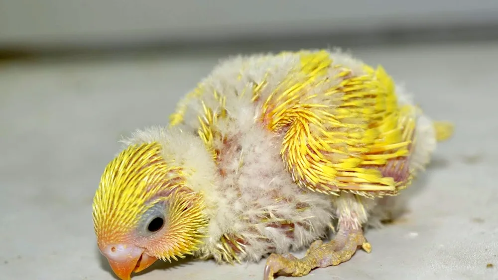 Corella and wavy parrot chicks