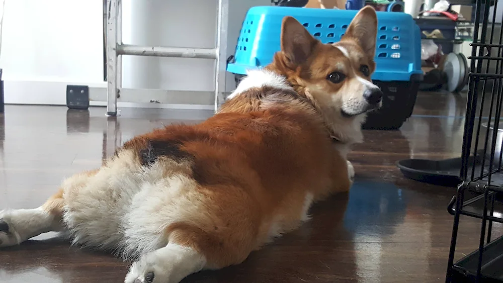 Corgi dog back view