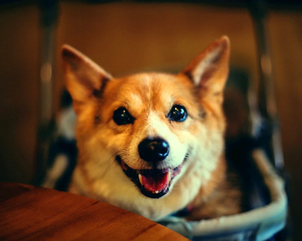 Welsh corgi