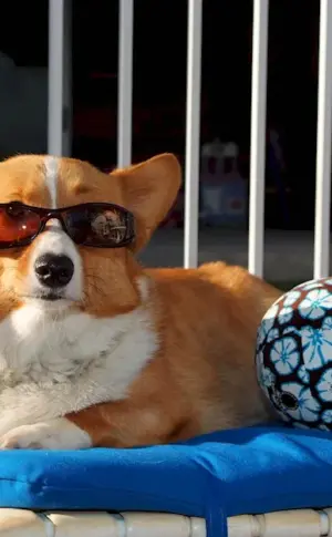 Corgi