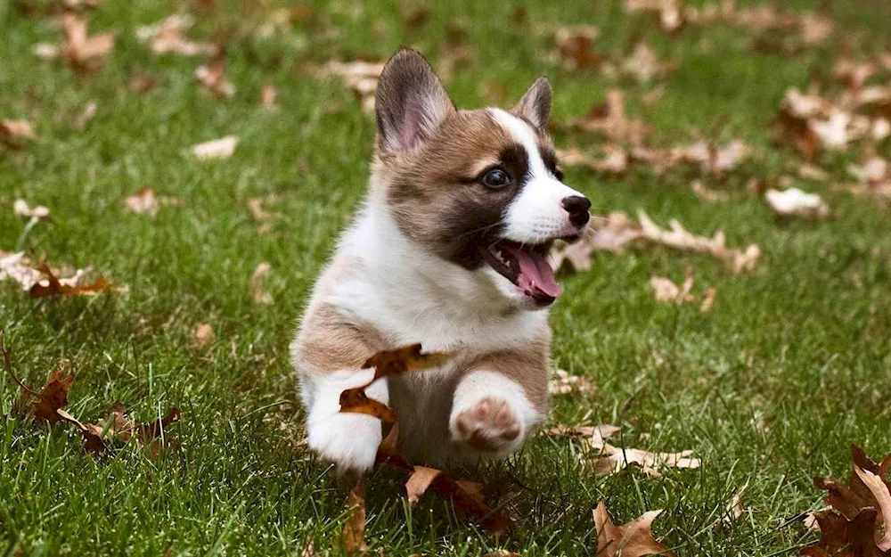 Welsh corgi