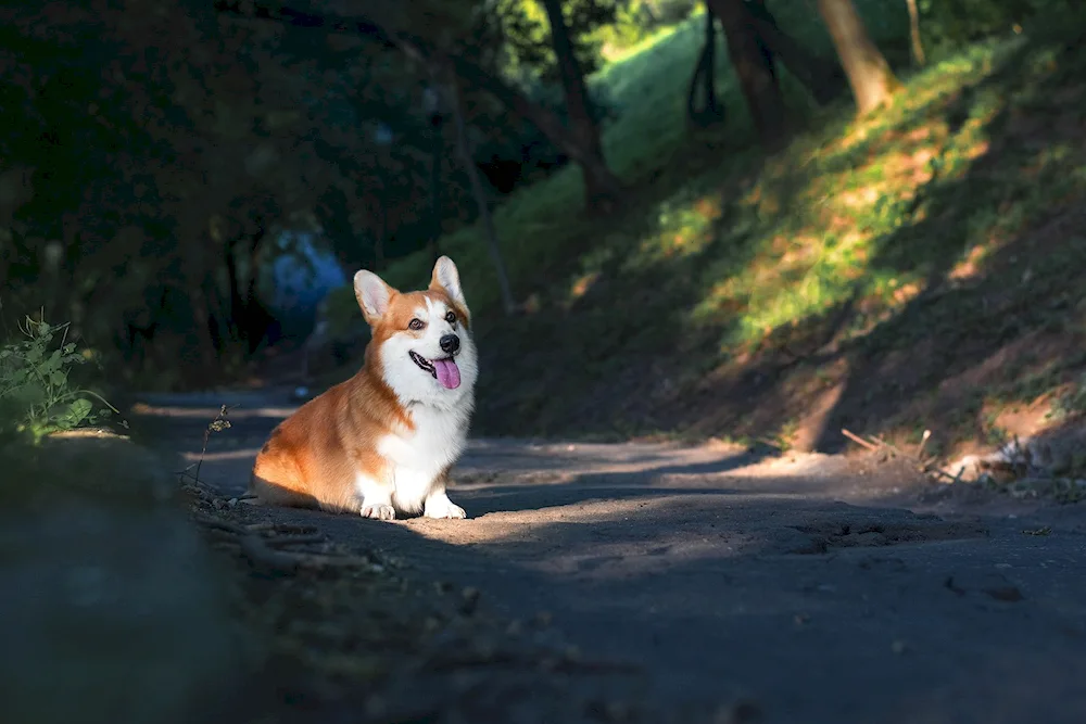 Corgi dog