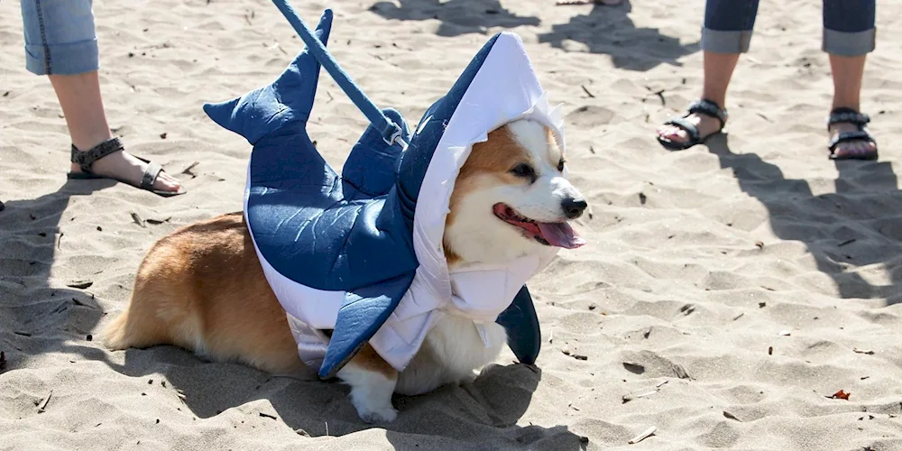 Corgi Coyne