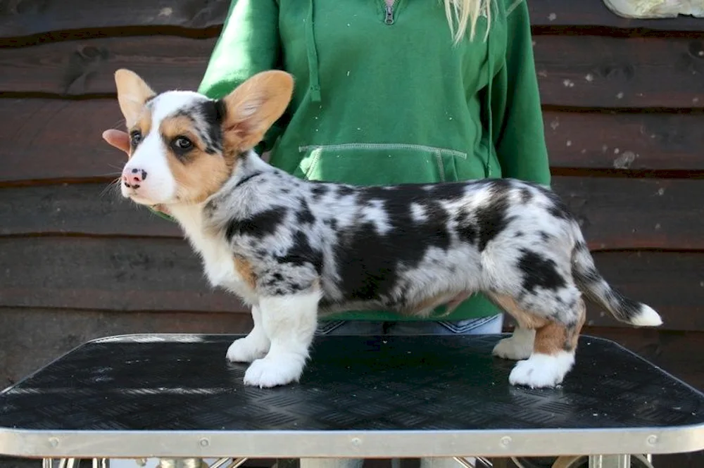 Corgi cardigan Blue Merle