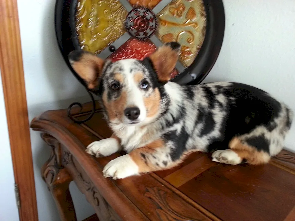 Welsh- Corgi Pembroke