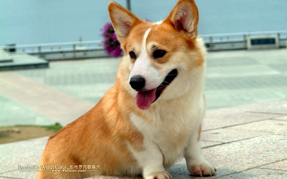 Welsh corgi pembroke. Pembroke corgi