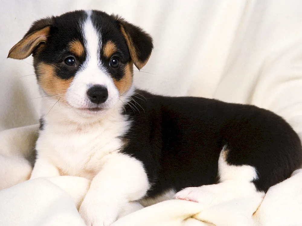 Corgi and Jack Russell