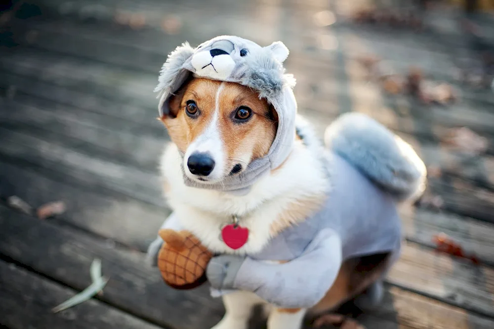 Smart dog with glasses