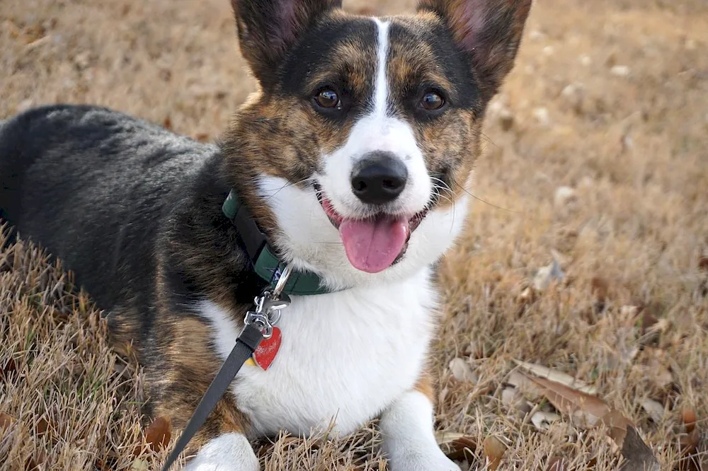 Welsh corgi pembroke Merle