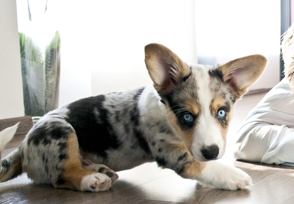 Welsh corgi cardigan marble