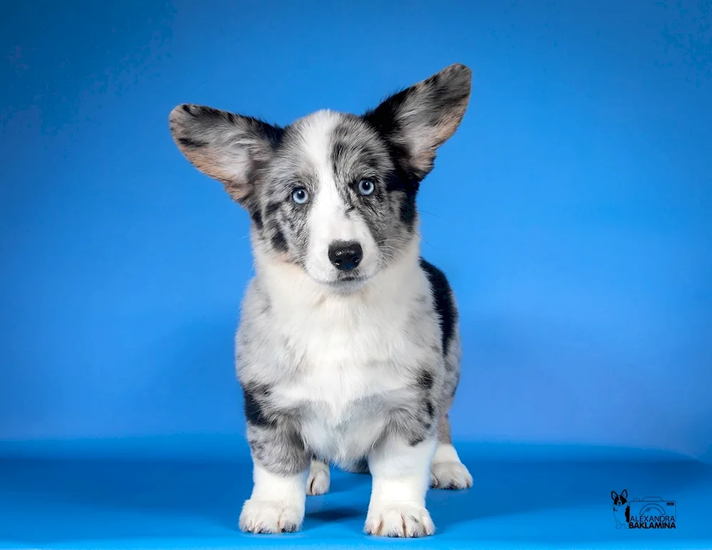 Welsh corgi cardigan