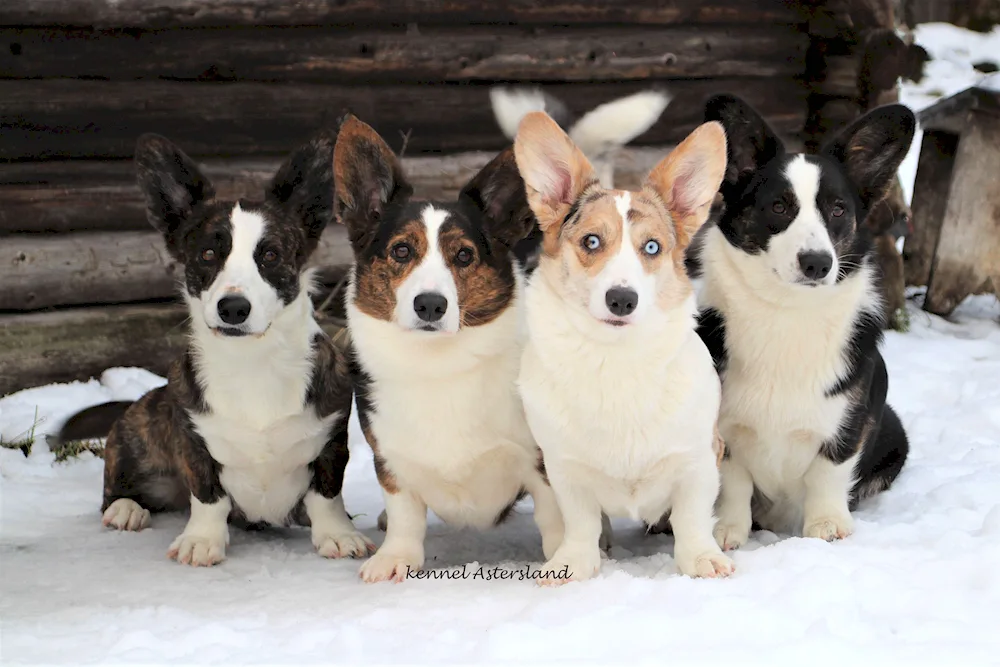 Corgi cardigan Blue Merle