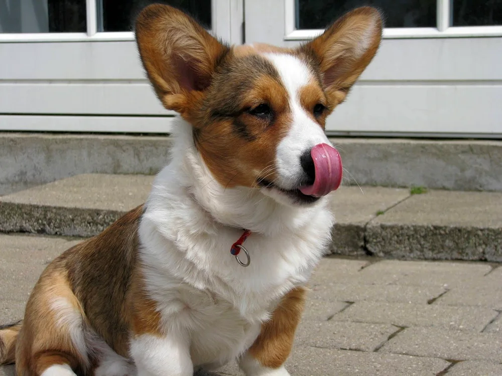 Corgi cardigan Blue Merle