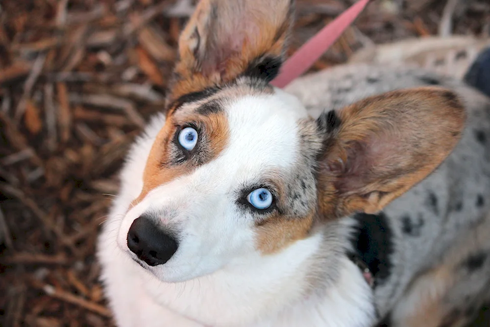 Corgi Cardigan