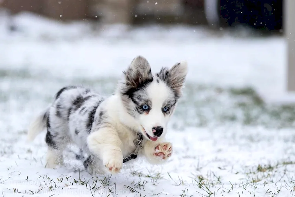 Dog Corgi