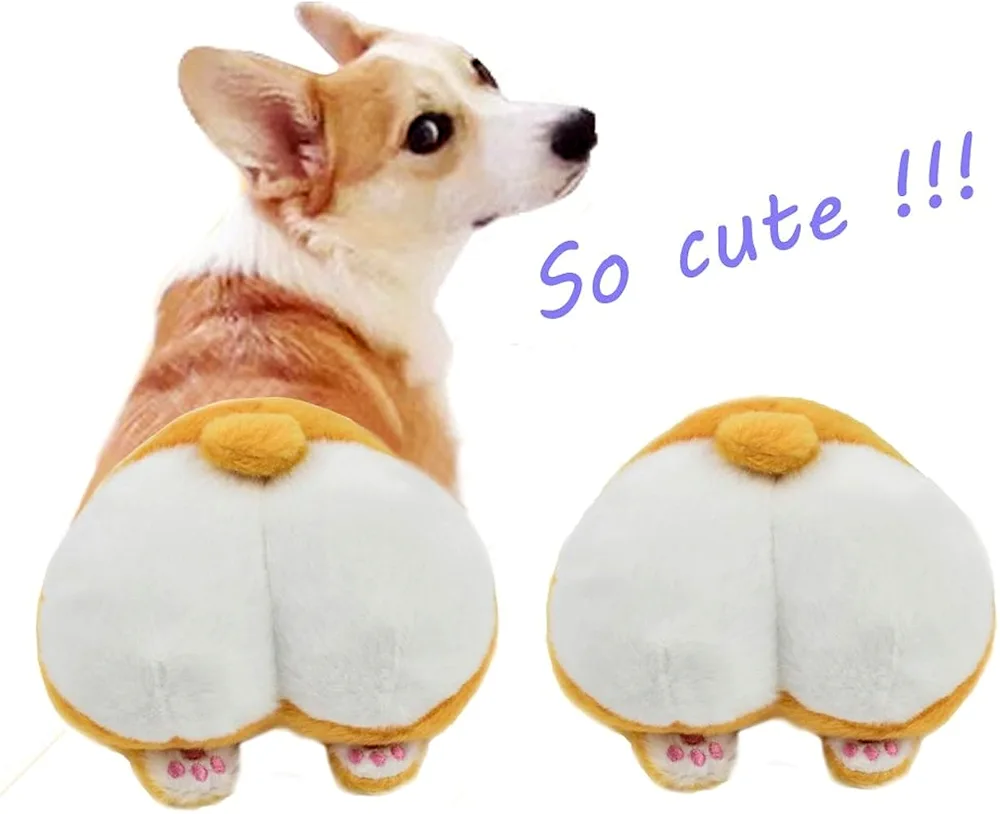 Welsh corgi Pembroke. corgi