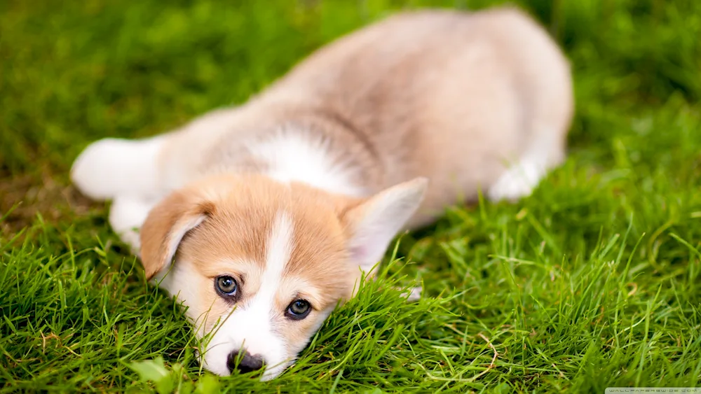 Welsh corgi pembroke