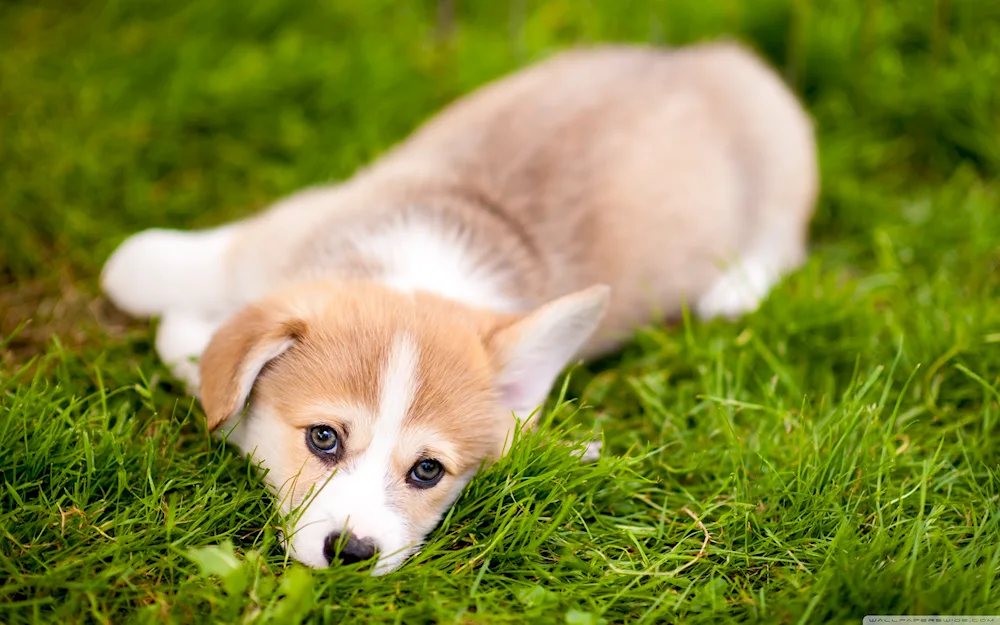 Corgi Pembroke