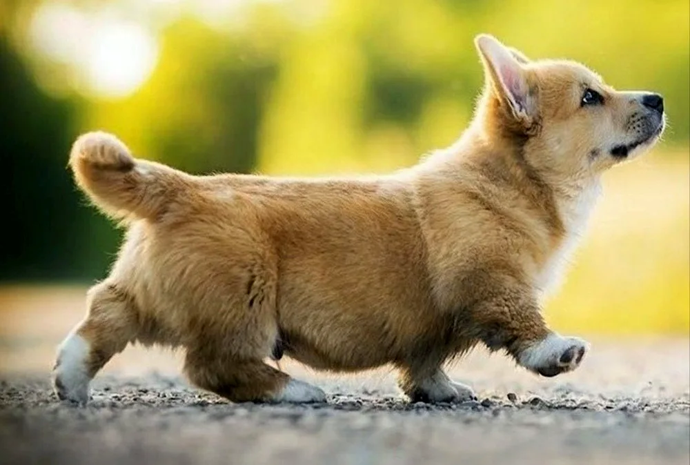 Welsh corgi Pembroke