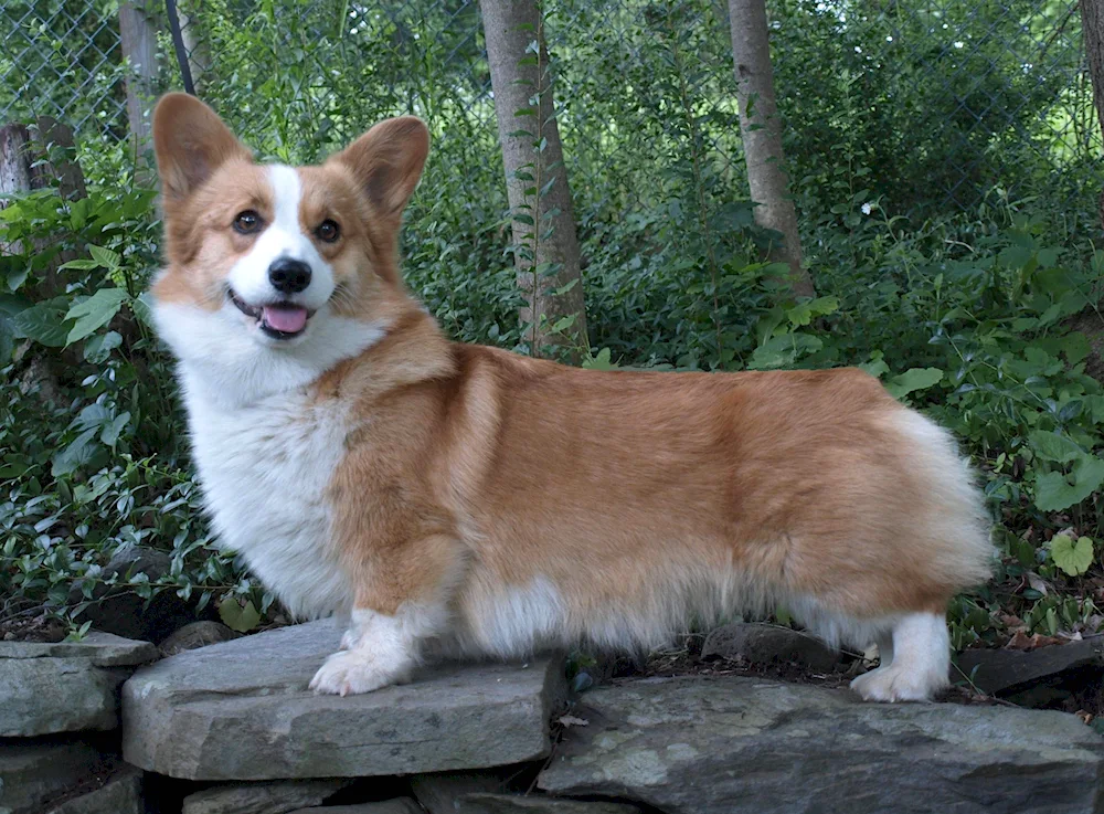 Welsh corgi cardigan