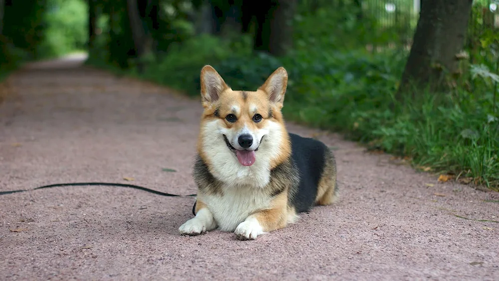 Welsh corgi