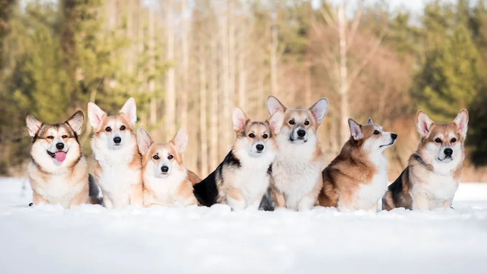 Welsh Corgi Pembroke