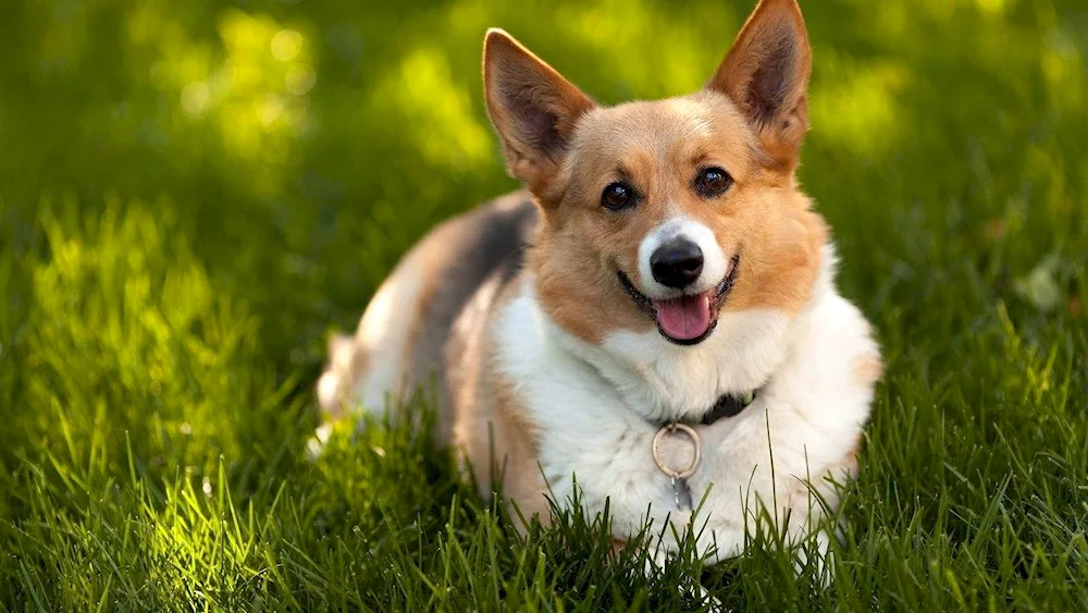 Welsh Corgi Pembroke Fluffy