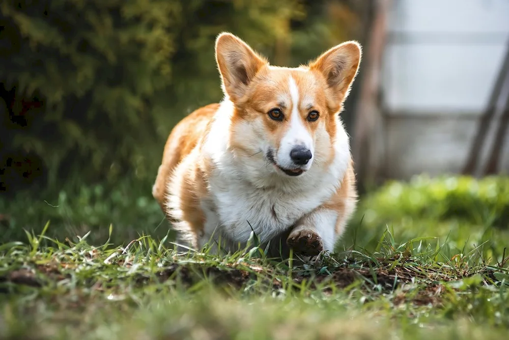 Welsh corgi cardigan marble