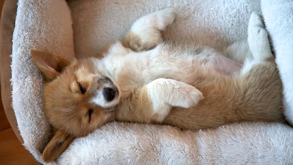 Corgi Pembroke sleeping